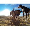 GoPro Fetch Dog Harness - Official GoPro Mount