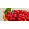 Immune Support Cholesterol Reducing Complex - Policosanol - Cayenne (1 Bottle)