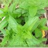 2525 Herb Seeds, 6 Essential Culinary Pack- Mint / Lavender / Thyme / Rosemary