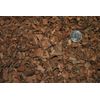 Prococo COCO CHIP - Single block Coco Husk | Organic Coir - Reptile Plants soil