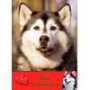 Husky Dog Valentines Day Card