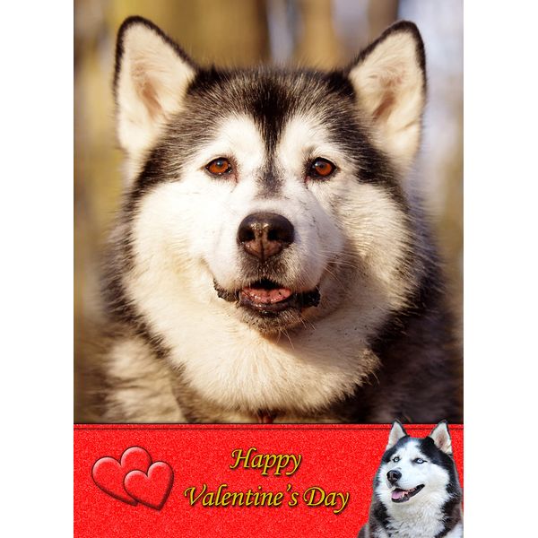 Husky Dog Valentines Day Card