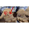 Cat’s Claw Wire Fence Fastening System for Softwoods 170 Count 