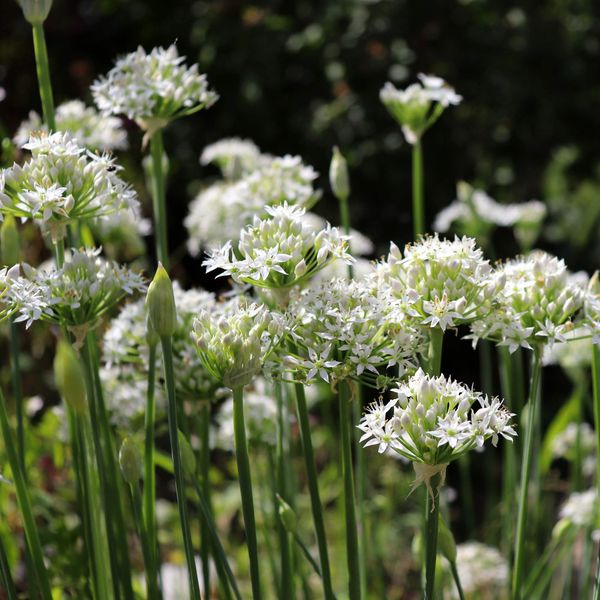 Outsidepride 1 oz. Perennial Garlic Chives Herb Garden Seeds for Planting