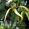 Hill, Cosplay Nail Serum kuria-ne Essence 2.5ml