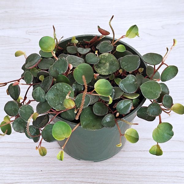 Succulent Pot Plant - Peperomia : Ruby Cascade - In 4" Pot