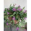 Dendrobium 'KINGIANUM'_sp