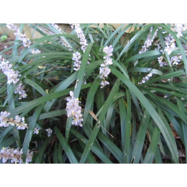 10+ plants  Royal Purple Liriope ,Monkey grass,Lilyturf, Evergreen groundcover