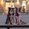 Trixie Safer Life Cavo Reflect Adjustable Leash, Large-X-Large, Grey/Black