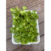 (15) Water Hyacinth Koi Pond Floating Plants Rid Algae Medium- Small 2-4” Filter