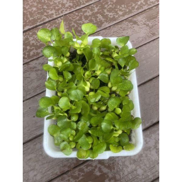(15) Water Hyacinth Koi Pond Floating Plants Rid Algae Medium- Small 2-4” Filter