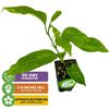 Purple Possum Passion Fruit - Passiflora edulis