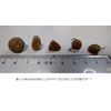 KI Planning Project (KI-kikaku) Barnacle Raw Value