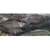 Golden Shiner Minnows (1 Pound, 2.25 INCH)