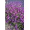Verbena rigida Santos Purple    1,000 seeds