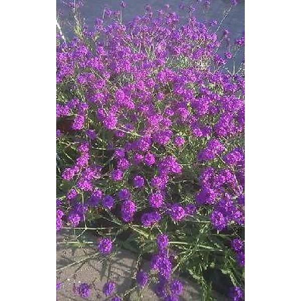 Verbena rigida Santos Purple    1,000 seeds