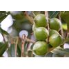 5 MACADAMIA NUT Tree Macadamia Integrifolia Brown Shell Beige Nut Fruit White &