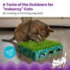 Catstages Grass Patch Hunting Box, Mint Small