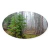 CafePress Mist in Pine Forest Oval Car Bumper Sticker