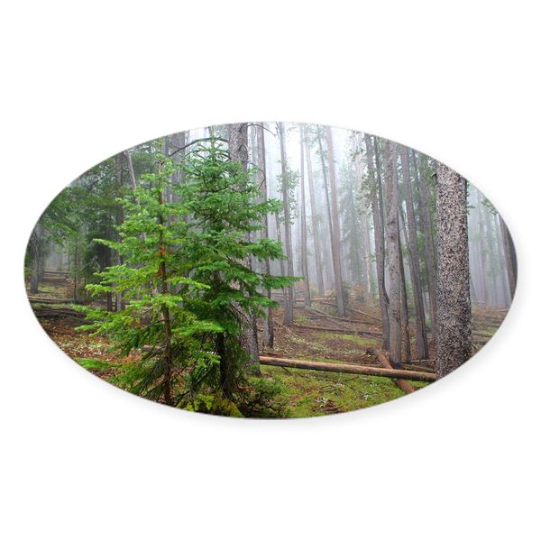 CafePress Mist in Pine Forest Oval Car Bumper Sticker
