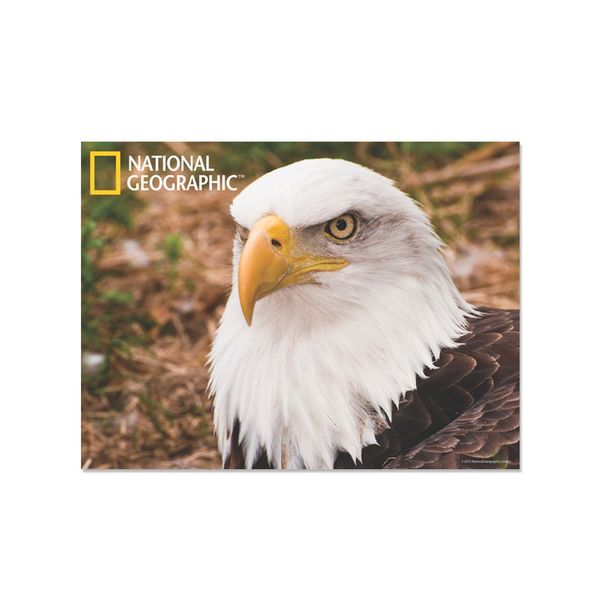 National Geographic NG18708 Bald Eagle Super 3D Collectable Postcard
