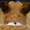 Small 'Poppy' Dog Collar (PR00017537)