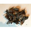 1 oz Authentic Montana-Burn Morel Mushrooms