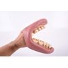 TickiT 03083 Giant Teeth Demonstration set