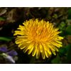 digestion aid - DANDELION ROOT - blood sugar support supplements 2BOTTLE