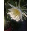 6 Asunta DRAGON FRUIT  CUTTING 10-14 Inches Check Description