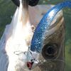 Coaman VJ28#060 Gold Chrome Head / Sand Eel