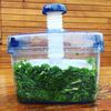 Japanese Pickle Maker, Tsukemono Maker, BPA Free, Made in Japan, 1.6L, Clear x Blue