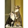 cat itch post - CAT IMMUNE SYSTEM BOOSTER - cat immune booster 1B
