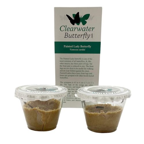 10 Live Caterpillars to Grow Painted Lady Butterflies Kit w/Butterfly Cage - Ready to Ship Now