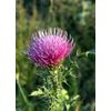 LIVER SUPPORT COMPLEX -anti-inflammatory support - milk thistle pills - 2 Bottle