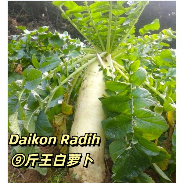 *US Seller*  Daikon Radish Seeds  大白萝卜种子 2024 -200 Seeds 0 FREE SHIPPING