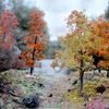 WWScenics Spring Realistic Tree Making Kit | WSLF-059 | for Model Scenery & Dioramas