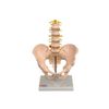 Lifesize Pelvis with 5 pcs lumbar Vertebral on Stand