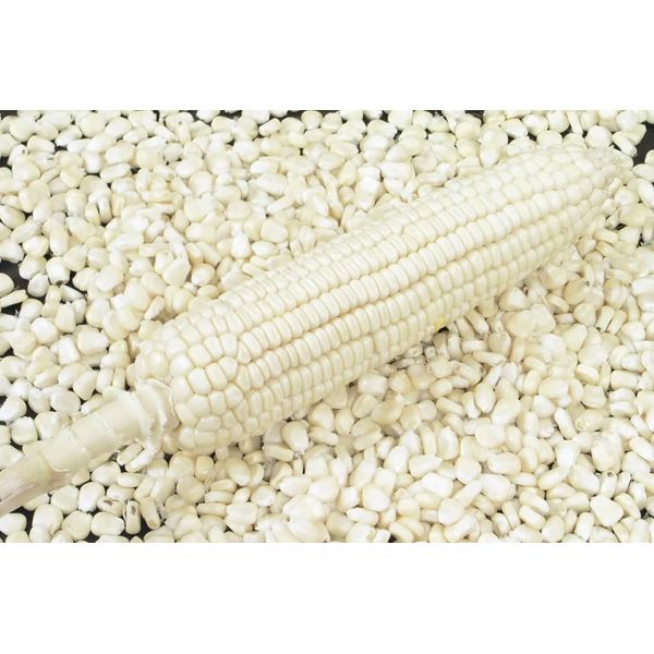 100 Truckers Favorite WHITE SWEET CORN Zea Mays Vegetable Seeds