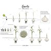 Garlic Bulbs Organic USA 3 Bulbs