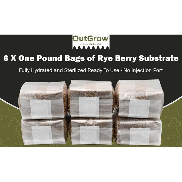 Sterilized Rye Berry Grain Spawn Bags | 6 Pack of One Pound Bags | Out Grow