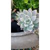 100 Assorted Succulent Cuttings with 40+ mixed varieties