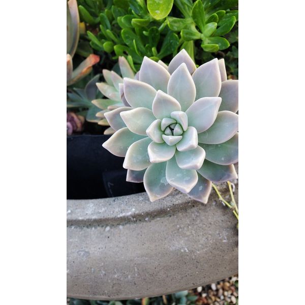 100 Assorted Succulent Cuttings with 40+ mixed varieties