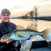 Monkey Lures King Lui - 7,5 cm, 10 cm, 12,5 cm, 14 cm - Big L Köder, Gummifisch, Angelköder, Softbait, Zanderköder, Kunstköder Angeln, Gummiköder (Motor Bug - stark UV aktiv, 7,5 cm)