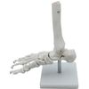 Mono Life Foot Bone Model Foot Joint Model Ankle Right Leg Specimen Ankle Fixed Type