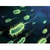 Bifidobacterium lactis - NEW PROBIOTIC COMPLEX 500 mg - immune support pills - 1