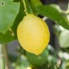 Lemon 10ml Incent Essential Oil Essential Oil