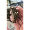 Live Freash Organic Comfrey Roots for Planting 15PCS Roots