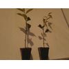 2 Weeping Cherry trees 2.5" pot