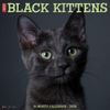 Black Kittens 2026 12" x 12" Wall Calendar